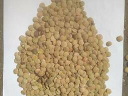 Продам чечевицу, сорт Линза