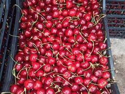 Продам черешню оптом.