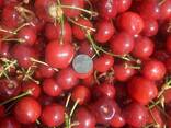 ПРОДАМ Черешня Мелитопольская ранняя с сада ОПТОМ - фото 1