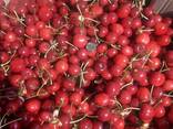 ПРОДАМ Черешня Мелитопольская ранняя с сада ОПТОМ - фото 2