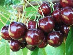 Продам черешню оптом