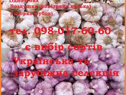 Посівний матеріал часнику повітряна кулька (воздушка)