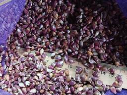 Продам чеснок озимый воздушка посадочный цена дог.