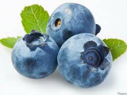 Продам чорницю в велікіх килькостях оптом