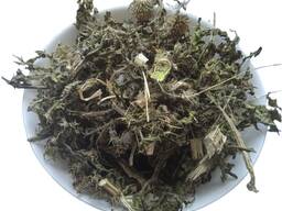 Продам чортополох Будяк Бодяк Carduus acanthoides