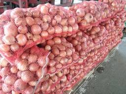 Продам цибуля