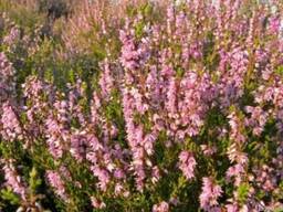 Продам цвет вереска