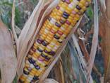 Продам цветную кукурузу на экспорт 5 машин по 22 мт - фото 7