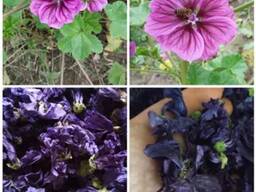 Продам цвіт мальви