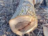 Продам дрова горіха, яблуня - фото 2