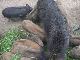 Продам дикі поросята