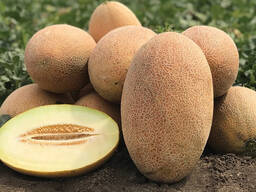 Продам Диню ОПТ Ребека та Мазін