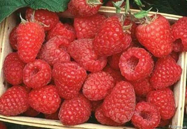 Продам элитный Швейцарский сорт малины "ЗЕВА"