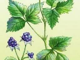 Продам Ежевики лист