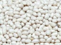 Продам фасоль в Черкасской области