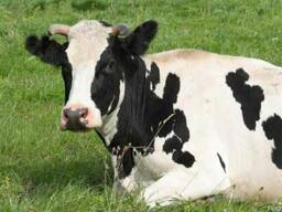 Продам фермерское молоко и молочные продукты