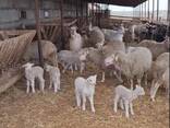 Продам ферму (будівля 2400 кв. м. , ділянка 19га, пасовища, сільгосптехніка, худоба) - фото 1