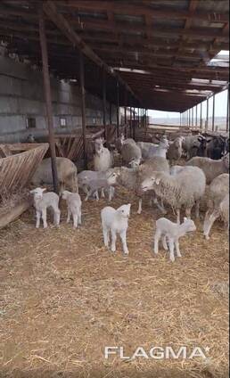 Продам ферму (будівля 2400 кв. м. , ділянка 19га, пасовища, сільгосптехніка, худоба)