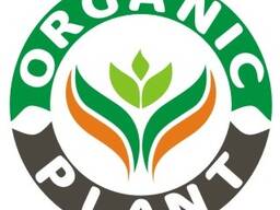 Продам гірчицю БІЛУ (Кароліна) 12 тон 1 репродукція