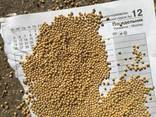 Продам горчицу УРОЖАЙ 2021 желтая и белая. 99,8 чистота Белой горчицы. 99 чистота желтой - фото 1