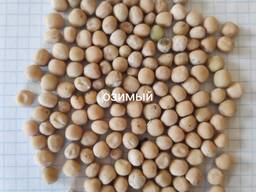 Продам горох озимый