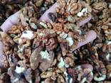 Продам грецкий орех бабочку микс - фото 2