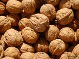 Продам грецкий Орех крупным оптом (28 ) экспорт - фото 2