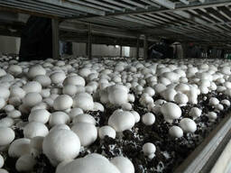 Продам грибы шампиньоны, до 30 000 кг ежемесячно
