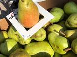 Продам Груши - фото 2