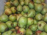 Продам груши из своего сада - фото 3
