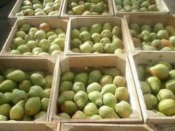 Продам грушу оптом від 5 т