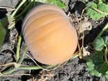 Продам гарбуз мускатний - фото 4