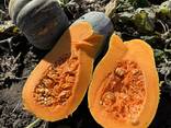 Продам гарбуз мускатний - фото 6