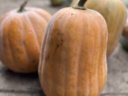 Продам гарбуз