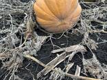 Продам гарбуз - фото 2