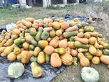 Продам Гарбузи мускатні - фото 1