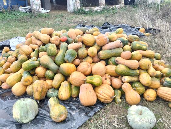 Продам Гарбузи мускатні