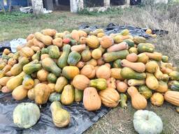 Продам Гарбузи мускатні