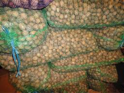 Куплю горіхи 2025 року урожаю дорого