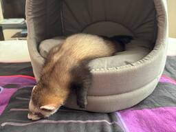 Продам хорька