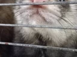 Продам хорька мальчика