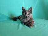Продам хорошенького котенка мейн-куна - фото 1