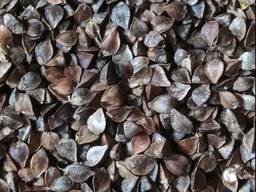 Продам гречку органічну