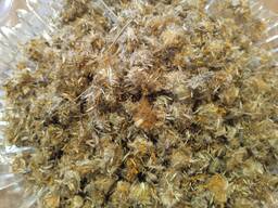 Продам гуртом сушену арніку