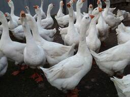 Продам гусей, Сумська область