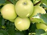Продам інтенсивний яблуневий сад - фото 1