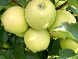 Продам інтенсивний яблуневий сад