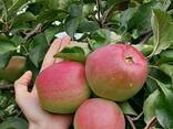 Продам інтенсивний яблуневий сад - фото 3