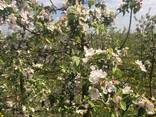 Продам інтенсивний яблуневий сад - фото 6