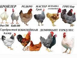 Продам іспанку, редбро, мастер.